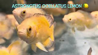 Astronotus ocellatus LEMON 🍋 [upl. by Fatimah]