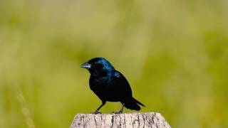 BLUEBLACK GRASSQUIT singing in nature VOLATINIA JACARINA TIZIU MATEIRO Breeding season [upl. by Srini]