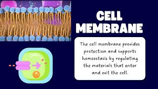 Cell Biology 101 Understanding the Basics 3 Minutes [upl. by Ynnatirb]