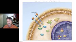 Cinelecture 67c  Cancer Oncogenes amp the Cell Cycle [upl. by Kara-Lynn]