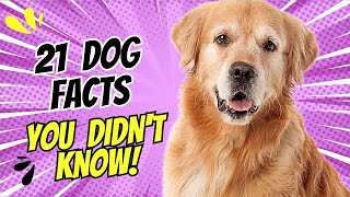 21 Surprising Dog Facts You Probably Didnt Know [upl. by Leoj]