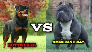 quotRottweiler vs American Bully Battle of Breeds  Strength Loyalty and Temperamentquot [upl. by Dincolo183]