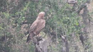 Aquila rapax  Águila rapaz  Tawny eagle [upl. by Ellertnom571]