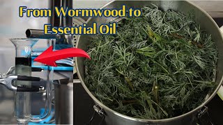 Benefits of Wormwood Essential Oil How to Distill Wormwood Essential Oil Uses of Wormwood Thujone [upl. by Treblig168]