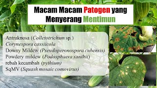 Macam Macam Patogen yang Menyerang Mentimun [upl. by Eunice478]