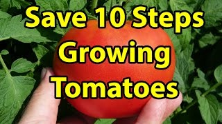 TOP 10 TIPS amp STEPS how to BEST plant and grow tomatoes version 2 [upl. by Sung867]