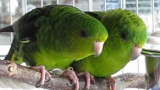 Lineolated Parakeets  new stars on YouTube [upl. by Sirrom579]