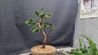 1st potting for my dwarf cypress [upl. by Player]