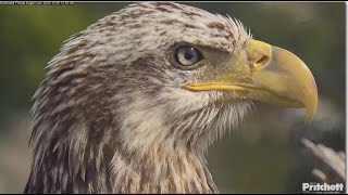 SWFL Eagles  A Beautiful Sub Adult Lands On Attic While M15 Is Incubating 💕 Great Closeups 12923 [upl. by Haimes]