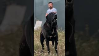 Real Monster Dogs 🔥😱 xldogs dog [upl. by Llednor]