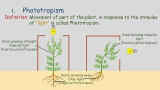 Tropic Movements  Movement in Plants  Phototropism  Geotropism  Hydrotropism  Chemotropism [upl. by Hniht794]