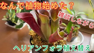 ［植物を始めたきっかけは？］ヘリアンフォラを雑談しながら植え替えます 食虫植物 [upl. by Argela494]