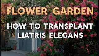 How to Transplant Liatris Elegans [upl. by Namlaz]