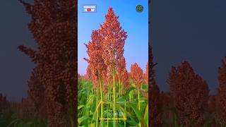 Amazing Agriculture Crops [upl. by Iahk]