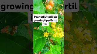 adipoli peanut butter fruit flowering tips growing tips of peanut butter fruit Fertilzerof peanut🧿 [upl. by Ahsilrak]