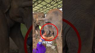 Girl Uses Elephant Pee 🤢 💦 [upl. by Nylarad]