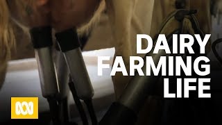 A day in the life of a dairy farmer [upl. by Willi]