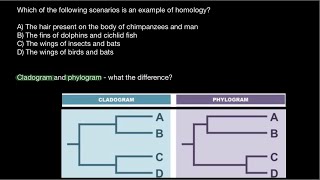 Homology vs Homoplasy  Cladogram vs Phylogram [upl. by Idonna]