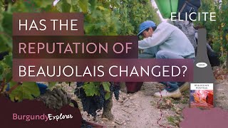 What is Beaujolais Wine Breaking Down The Region [upl. by Elexa]