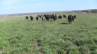 Spring Cattle Move 2013 Part 2 [upl. by Chad]