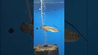 Jardinii arowana showing off aquariumfish aquarium fishtanklife predatorfish arowana fishtank [upl. by Enicul]