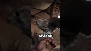 Beginilah cara gila menangkap burung predator ‼️ [upl. by Pruter116]