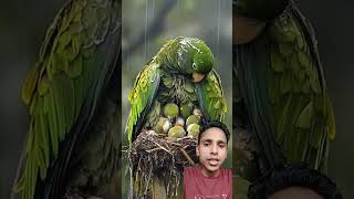 Mam parotitis rescue our babies birds parrot babyrain animals nature sleepingbaby [upl. by Novert792]