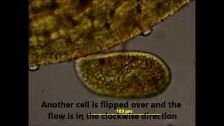 Cytoplasmic Streaming in Paramecium bursaria of Algal Endosymbionts [upl. by Marylinda167]