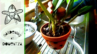 Repotting A Cattleya The Traditional Way  tips amp tricks [upl. by Eihtur262]