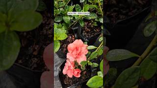 azalea plant online sale  horticultureking nursery muchisha  wholesale plant nursery [upl. by Farrah]