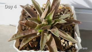 WATER THERAPY FOR SUCCULENTS  Reviving Haworthia 12 days water therapy [upl. by Akinwahs101]