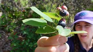 Saskatoon Amelanchier alnifolia [upl. by Bell121]