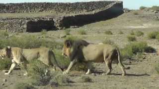 Karoo National Park Lions  Nov 2012 [upl. by Ecinrev618]