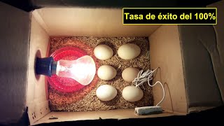 Incubadora de pollos  Cómo hacer una incubadora de huevos para obtener un resultado del 100 [upl. by Engdahl]