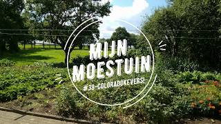 38Mijn moestuin coloradokevers [upl. by Haff]