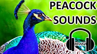 PEACOCK SOUNDS What sound does peacock make [upl. by Yadroc812]