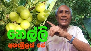 නෙල්ලි වල ගුණ අගුණ Health benefits of Nelli [upl. by Ogata944]