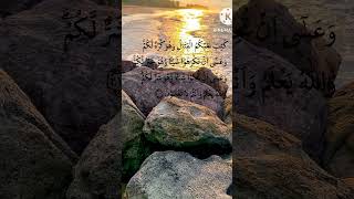 Surah al baqarah ayat 216shortvideo [upl. by Rogers]