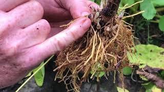 Propagating Delphiniums from crown buds revisited Garden Diaries 9 [upl. by Jezabel557]