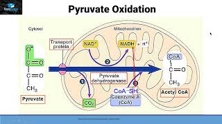 Aerobic Respiration Part 2 Pyruvate oxidation [upl. by Magdala]