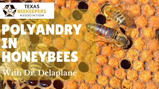 Polyandry in Honeybees by Dr Keith Delaplane at the Texas Beekeepers Association 2019 Summer Clinic [upl. by Kalin331]