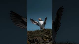 Puffin photography in Iceland puffins puffin wildlife [upl. by Niajneb]