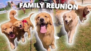 My Dog Has a Family Reunion Party [upl. by Scotney]