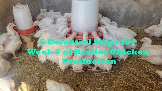 5 Essential Steps for Week 5 of Broiler Chicken Production [upl. by Lananna378]