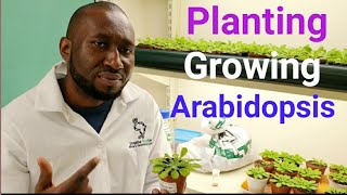 How to plant and grow Arabidopsis thaliana in the laboratory [upl. by Andryc]