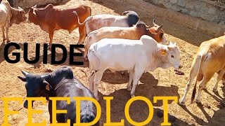 HOW TO START FEEDLOT BUSINESS BEEF FARMING BUSINESS [upl. by Monteith]