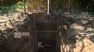 DEKALB® Corn Products 2014 Root Dig  30 Seconds [upl. by Homere764]