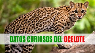 Ocelote Jaguarcito Manigordo Cunaguaro Leopardus pardalis  Datos curiosos de animales [upl. by Uehttam]