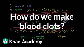 How do we make blood clots  Human anatomy and physiology  Health amp Medicine  Khan Academy [upl. by Clive]