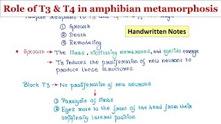 Role of T3 and T4 hormones in amphibian metamorphosis  Handwritten notes [upl. by Assirralc]